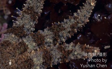 Coscinasterias acutispina (Stimpson) 尖棘篩海盤車