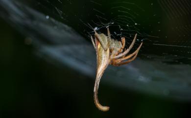 Poltys idae Ausserer, 1871 枯葉尖鼻蛛