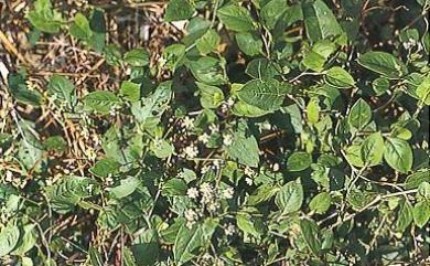 Persicaria chinensis 火炭母草