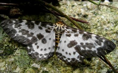 Parapercnia giraffata (Guenee, 1857) 巨星尺蛾