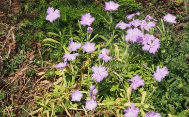 Dianthus longicalyx 長萼瞿麥