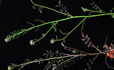 Cardamine impatiens 水花菜