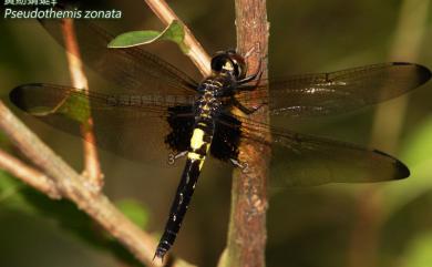 Pseudothemis zonata (Burmeister, 1839) 黃紉蜻蜓