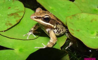 Hylarana latouchii (Boulenger, 1899) 拉都希氏赤蛙