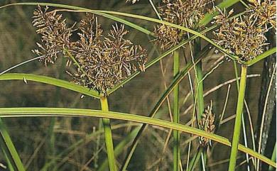 Cyperus pilosus 毛軸莎草