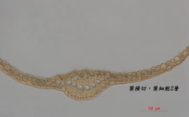 Timmiella anomala (B. S. G.) Limpr., 1888 反扭苔