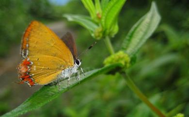 Heliophorus ila matsumurae 紫日灰蝶