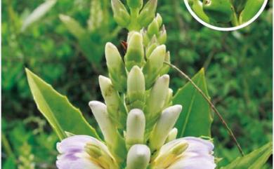 Acanthus xiamenensis R.T.Zhang 廈門老鼠簕