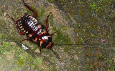 Periplaneta australasiae (Fabricius, 1775) 澳洲家蠊