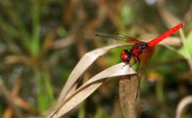 Nannophya pygmaea Rambur, 1842 小紅蜻蜓
