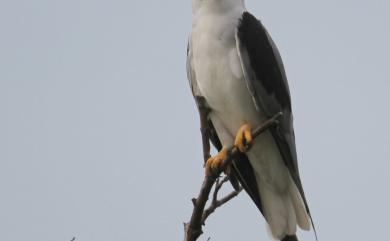 Elanus caeruleus vociferus 黑翅鳶