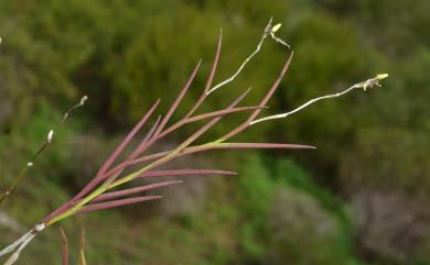 Dendrobium equitans 燕子石斛