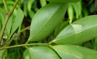 Archidendron lucidum 頷垂豆