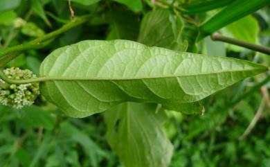 Marsdenia tinctoria 絨毛芙蓉蘭