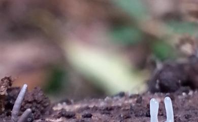 Stemonitopsis typhina (F.H. Wigg.) Nann.-Bremek. 1975 香蒲半髮網黏菌