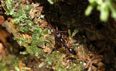 Odontomachus monticola Emery, 1892 高山鋸針蟻
