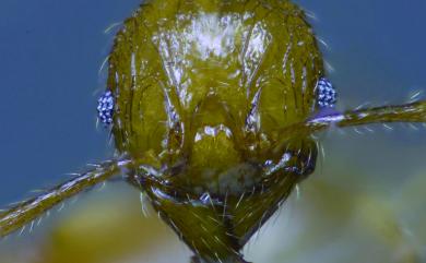 Pheidole ernsti Forel, 1912 歐尼大頭家蟻