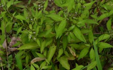 Lysimachia decurrens G.Forst. 異葉珍珠菜