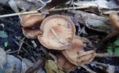 Agrocybe arvalis (Fr.) Fayod 野田頭菇