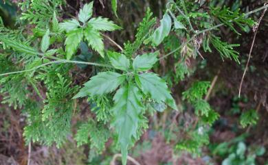 Gynostemma pentaphyllum (Thunb.) Makino 絞股藍