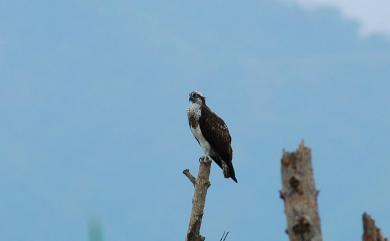 Pandion haliaetus haliaetus (Linnaeus, 1758) 魚鷹