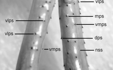 Otostigmus aculeatus Haase, 1887 多刺耳孔蜈蚣