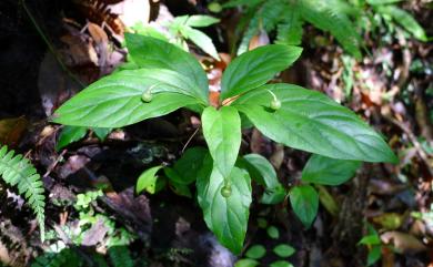 Lysimachia ardisioides 臺灣排香