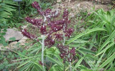 Veratrum formosanum 臺灣藜蘆