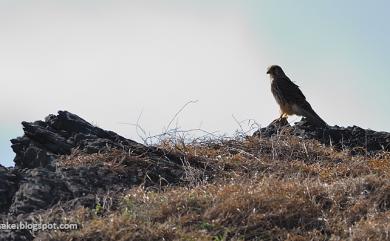 Falco tinnunculus interstinctus (McClelland, 1840) 紅隼(普通亞種)