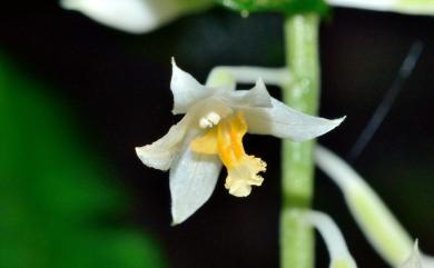 Cephalantheropsis dolichopoda (Fukuy.) Lin, 2014 白花肖頭蕊蘭