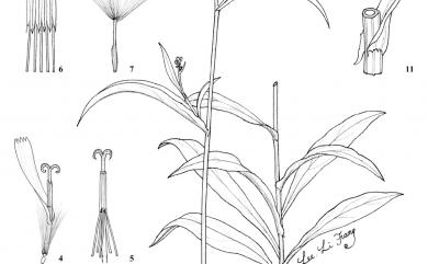 Ixeris chinensis (Thunb.) Kitag. 兔仔菜