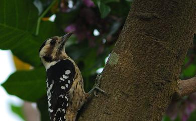 Dendrocopos canicapillus (Blyth, 1845) 小啄木