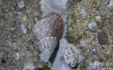 Littoraria scabra scabra (Linnaeus, 1758) 粗紋玉黍螺