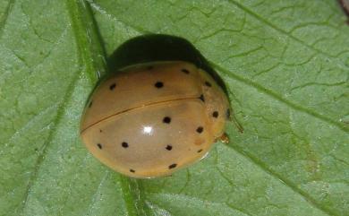 Harmonia sedecimnotata (Fabricius, 1801) 星點褐瓢蟲