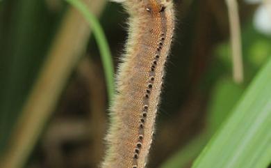 Euthrix nigropuncta (Wileman, 1910) 淡紋斜帶枯葉蛾