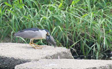 Nycticorax nycticorax (Linnaeus, 1758) 夜鷺