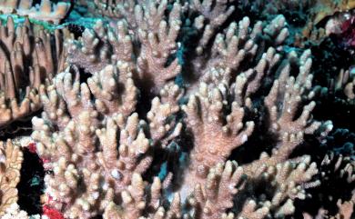 Sinularia inexplicita Tixier-Durivault, 1970 混淆指形軟珊瑚