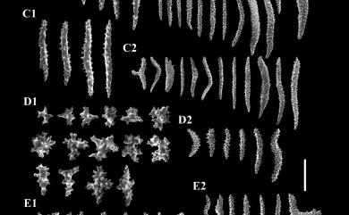 Stereonephthya bellissima Thomson & Dean, 1931 鬆軟實穗軟珊瑚