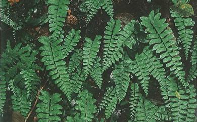 Hymenasplenium subnormale 小膜葉鐵角蕨