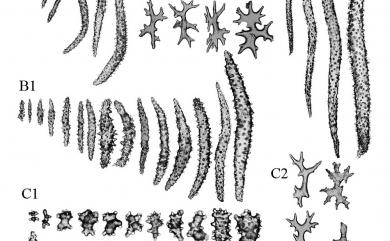 Dendronephthya gigantea (Verrill, 1864) 大棘穗軟珊瑚