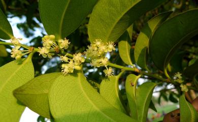 Drypetes littoralis (C.B. Rob.) Merr. 鐵色