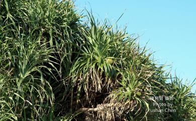 Pandanus odorifer 露兜樹