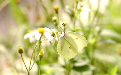 Gonepteryx amintha formosana (Fruhstorfer, 1908) 圓翅鉤粉蝶