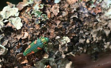Buprestis mirabilis Kurosawa, 1969 妖艷吉丁蟲
