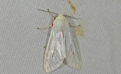 Argyarctia fuscobasalis (Matsumura, 1930) 後暈黑銀燈蛾