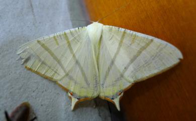 Ourapteryx sciticaudaria (Walker, 1862) 黃尾尺蛾