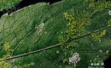 Leptolejeunea elliptica (Lehm. & Lindenb.) Schiffn. 尖葉薄鱗蘚