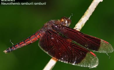 Neurothemis taiwanensis Seehausen & Dow, 2016 善變蜻蜓