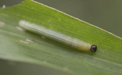 Polytremis lubricans kuyaniana 黃紋孔弄蝶