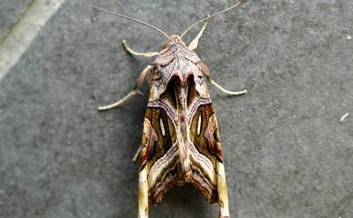 Phlogophora clava Wileman, 1912 棍棒衫夜蛾